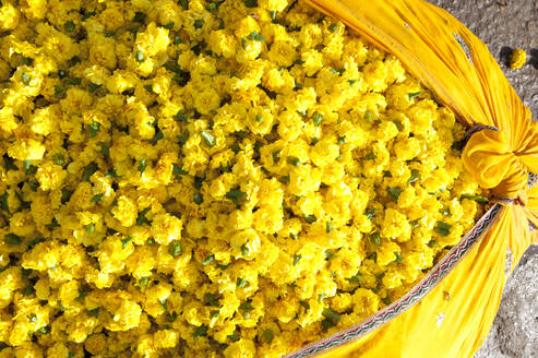 Geschnittene gelbe Ringelblumen, gewogen und in Baumwolltuchbündeln verpackt, zum Verkauf auf dem Blumenmarkt am frühen Morgen, Jaipur, Rajasthan, Indien, Asien - RHPLF06756