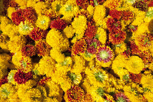 Geschnittene gelbe Ringelblumen zum Verkauf auf dem Blumenmarkt am frühen Morgen, Jaipur, Rajasthan, Indien, Asien - RHPLF06757