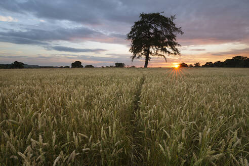 Weizenfeld und Kiefer bei Sonnenuntergang, nahe Chipping Campden, Cotswolds, Gloucestershire, England, Vereinigtes Königreich, Europa - RHPLF06761