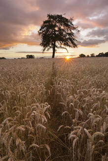 Weizenfeld mit Weg und Baum bei Sonnenuntergang, nahe Chipping Campden, Cotswolds, Gloucestershire, England, Vereinigtes Königreich, Europa - RHPLF06763