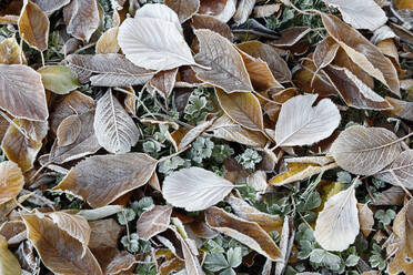 Frost covered leaves, Gloucestershire, England, United Kingdom, Europe - RHPLF06768