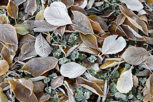 Frostbedeckte Blätter, Gloucestershire, England, Vereinigtes Königreich, Europa - RHPLF06768