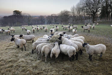 Feld mit Schafen, die im Winter Heu fressen, Burwash, East Sussex, England, Vereinigtes Königreich, Europa - RHPLF06769
