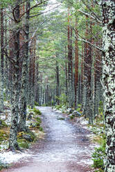 Rothiemurchus Forest am Loch an Eilein, Aviemore, Cairngorms National Park, Schottland, Vereinigtes Königreich, Europa - RHPLF06792