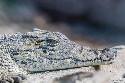 Kubanisches Krokodil in Gefangenschaft (Crocodylus rhombifer), eine kleine Krokodilart, die auf Kuba, den Westindischen Inseln und in Mittelamerika heimisch ist - RHPLF06796