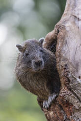 Desmarest's hutia (Capromys pilorides) (Cuban hutia), eine auf Kuba, den Westindischen Inseln und in Mittelamerika endemische Nagetierart, in Gefangenschaft - RHPLF06797