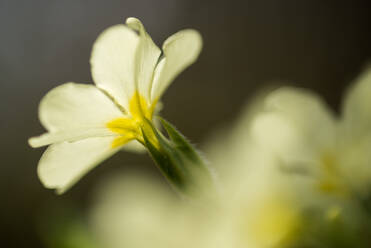 Blühende Schlüsselblume (Primula vulgaris), Nahaufnahme der Blüten, wächst in einem Waldgebiet, Kent, England, Vereinigtes Königreich, Europa - RHPLF06835
