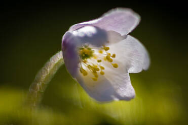 Buschwindröschen (Anemone nemorosa) blühend, Kopf geschlossen, im Wald wachsend, Kent, England, Vereinigtes Königreich, Europa - RHPLF06836