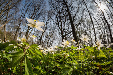 Blühendes Buschwindröschen (Anemone nemorosa) in einem Niederwald, Kent, England, Vereinigtes Königreich, Europa - RHPLF06838