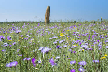 Der megalithische Menir do Outeiro-Stein in einer Wildblumenwiese, Monsaraz, Alentejo, Portugal, Europa - RHPLF06947