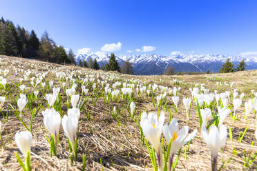 Flowering of Crocus Nivea in the Orobie Alps, Aprica, Orobie Alps, Valtellina, Lombardy, Italy, Europe - RHPLF07028