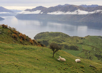 Rural landscape of sheep resting on grass with mountain view, Wanaka, Otago, South Island, New Zealand, Pacific - RHPLF07034