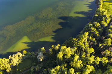 Landschaftlicher Blick auf wachsende Bäume am Riegsee in Bayern, Deutschland - LHF00675