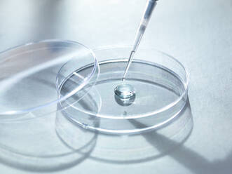 Close-up of sample pipetting in petri dish for experiment at laboratory - ABRF00460