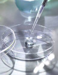 Hochwinkelansicht von Proben, die in eine Petrischale für ein Experiment im Labor pipettiert werden - ABRF00462