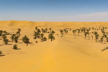 Palmenhain in den Sanddünen, bei Timimoun, Westalgerien, Nordafrika, Afrika - RHPLF07129