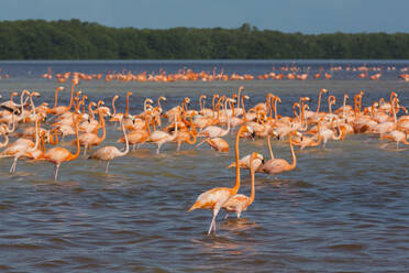 Amerikanische Flamingos (Phoenicopterus ruber), Celestun Biosphärenreservat, Celestun, Yucatan, Mexiko, Nordamerika - RHPLF07245