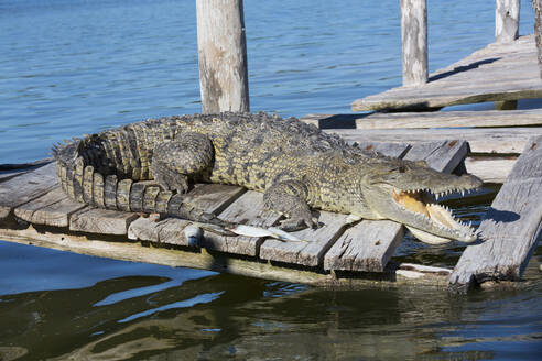 Morelet-Krokodil (Crocodylus Moreletii), Biosphärenreservat Rio Lagartos, Rio Lagartos, Yucatan, Mexiko, Nordamerika - RHPLF07252