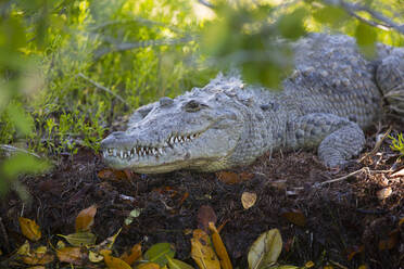 Morelet-Krokodil (Crocodylus Moreletii), Biosphärenreservat Rio Lagartos, Rio Lagartos, Yucatan, Mexiko, Nordamerika - RHPLF07253
