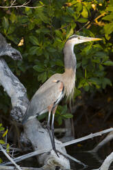 Blaureiher (Ardea Herodias), Biosphärenreservat Rio Lagartos, Rio Lagartos, Yucatan, Mexiko, Nordamerika - RHPLF07255