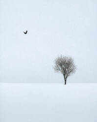 Bird flying towards a tree on a snowy winter's day in Lofoten Islands, Nordland, Norway, Europe - RHPLF07316
