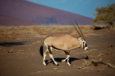 Oryx spaziert durch den Sossusvlei-Nationalpark, Namibia, Afrika - RHPLF07365