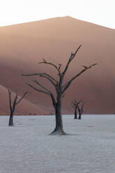 900 Jahre alte abgestorbene Bäume im Deadvlei bei Sonnenaufgang zwischen der großen Daddy-Düne, Sossusvlei, Namibia, Afrika - RHPLF07370