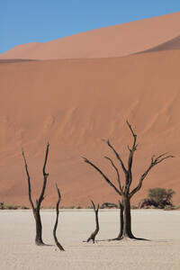 900 Jahre alte tote Bäume im Deadvlei, Sossusvlei, Namibia, Afrika - RHPLF07375