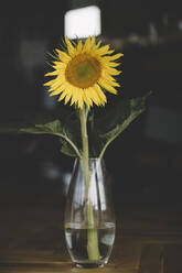 Nahaufnahme einer Sonnenblume in einer Vase auf dem Tisch - KMKF01046