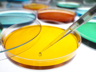 Close-up of samples pipetting in petri dishes containing agar jellies at laboratory - ABRF00521
