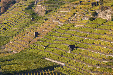 Scenic view of vineyard, Stuttgart, Baden-Württemberg, Germany - WDF05468