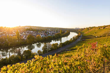 Weinberg am Neckar in der Stadt an einem sonnigen Tag, Stuttgart, Baden-Württemberg, Deutschland - WDF05469