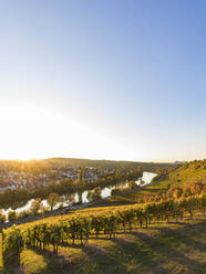 Weinberg gegen klaren Himmel an einem sonnigen Tag, Stuttgart, Baden-Württemberg, Deutschland - WDF05470