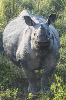 Indisches Nashorn (Rhinoceros unicornis) im Elefantengras, Kaziranga National Park, Assam, Indien, Asien - RHPLF07430