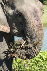 Indischer Elefant (Elephas maximus indicus) beim Fressen von Gras und Blättern, Kaziranga National Park, Assam, Indien, Asien - RHPLF07431