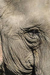 Indischer Elefant (Elephas maximus indicus) Porträt, Kaziranga National Park, Assam, Indien, Asien - RHPLF07432