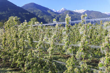 Blauer Himmel über den mit Eis bedeckten Apfelplantagen im Frühling, Villa von Tirano, Provinz Sondrio, Valtellina, Lombardei, Italien, Europa - RHPLF07469