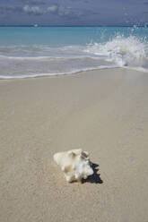 Eine Muschelschale am Strand von Grace Bay, Providenciales, Turks- und Caicosinseln in der Karibik, Westindische Inseln, Mittelamerika - RHPLF07518