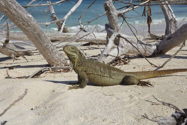 A Turks and Caicos rock iguana (Cyclura carinata), on Little Water Cay, Providenciales, Turks and Caicos, in the Caribbean, West Indies, Central America - RHPLF07521