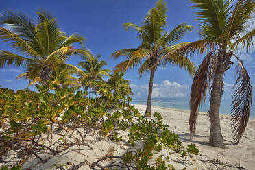 Vegetation am Long Bay Beach an der Südküste von Providenciales, Turks- und Caicosinseln, Westindien, Mittelamerika - RHPLF07524