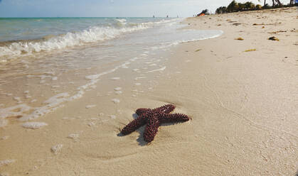 Ein Seestern am Strand von Long Bay, Providenciales, Turks- und Caicosinseln, in der Karibik, Westindien, Mittelamerika - RHPLF07525