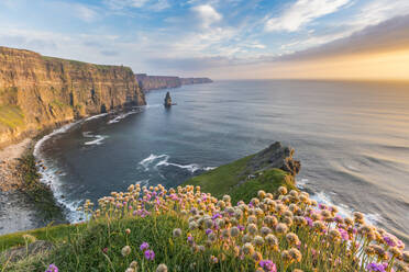 Cliffs of Moher bei Sonnenuntergang, mit Blumen im Vordergrund, Liscannor, Grafschaft Clare, Provinz Munster, Republik Irland, Europa - RHPLF07554