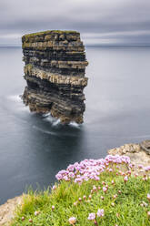 Downpatrick Head mit Blumen im Vordergrund, Ballycastle, Grafschaft Mayo, Provinz Connacht, Republik Irland, Europa - RHPLF07556