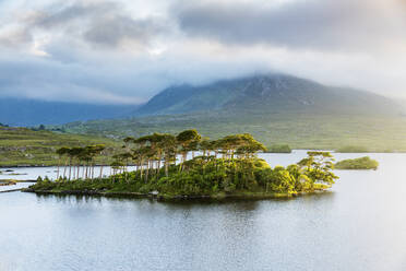 Pine Island am Derryclare Lake, Connemara, Grafschaft Galway, Provinz Connacht, Republik Irland, Europa - RHPLF07557