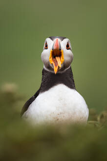 Papageientaucher (Fratercula arctica) mit heraushängender Zunge am Wick auf der Insel Skomer, Wales, Vereinigtes Königreich, Europa - RHPLF07578