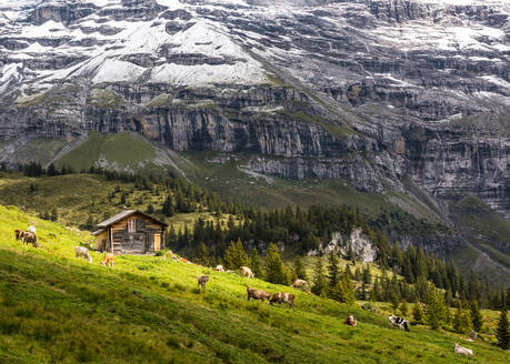 Eine traditionelle Schweizer Hütte und weidendes Vieh in der Jungfrauregion, Wallis, Schweiz, Europa - RHPLF07583