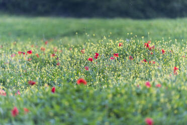 Blühender Mohn auf den Feldern, Umbertide, Umbrien, Italien, Europa - RHPLF07585