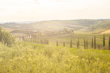 Farmhouse and cypresses, Val d'Orcia (Orcia Valley), UNESCO World Heritage Site, Tuscany, Italy, Europe - RHPLF07589