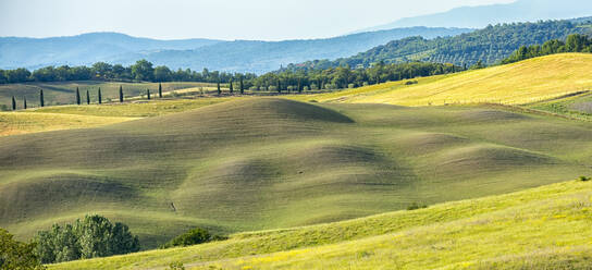 Meadows, Asciano, Val d'Orcia (Orcia Valley), UNESCO World Heritage Site, Tuscany, Italy, Europe - RHPLF07590