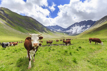 Cows grazing in Malatra Valley, Ferret Valley, Courmayeur, Aosta Valley, Italy, Europe - RHPLF07592